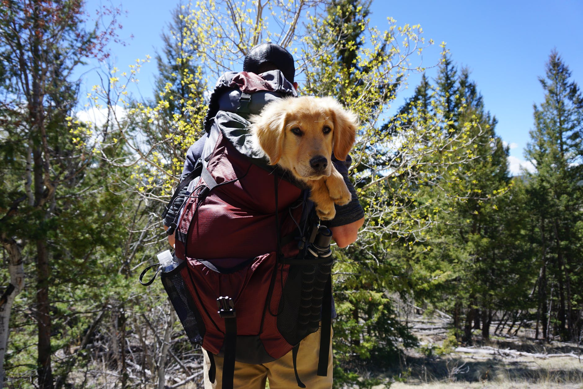 man carrying dog on red backpack