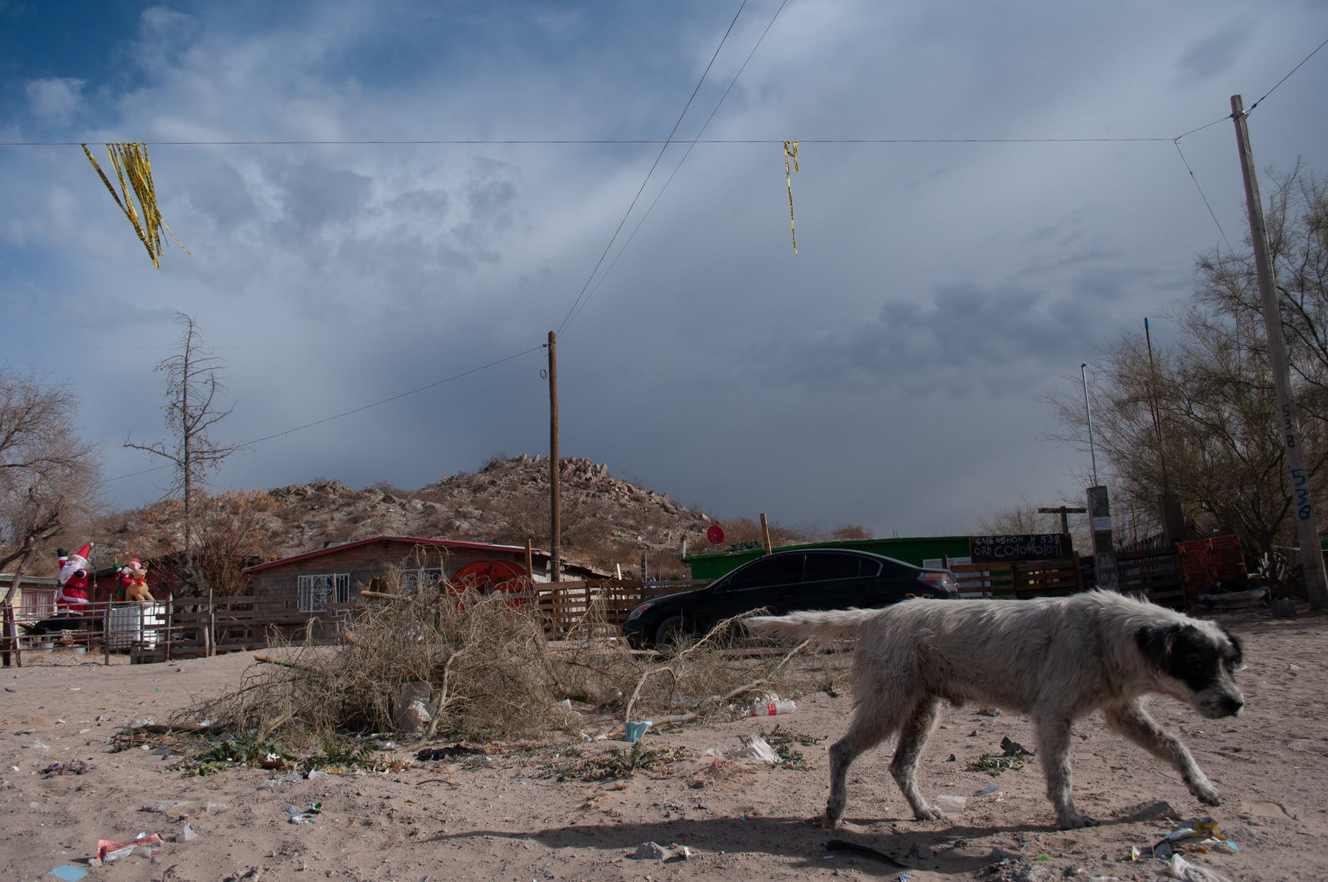 Dog walking in a barren landscape after the storm