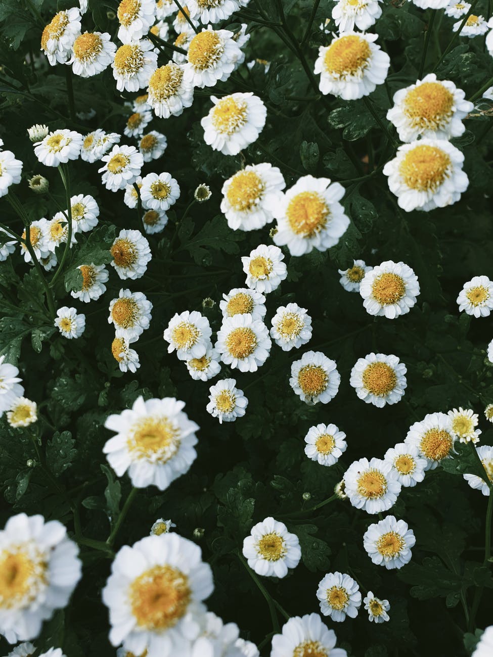 close up photo of blooming feverfew flowers