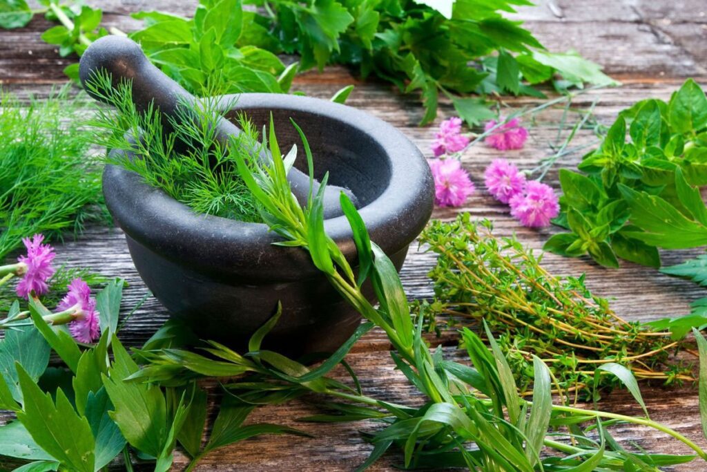 Various types of medicinal herb plants.